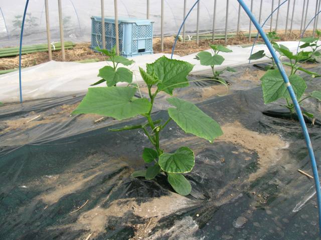 植付