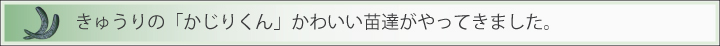 苗が来ます。