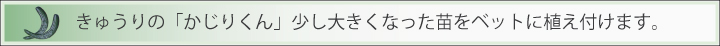 苗４